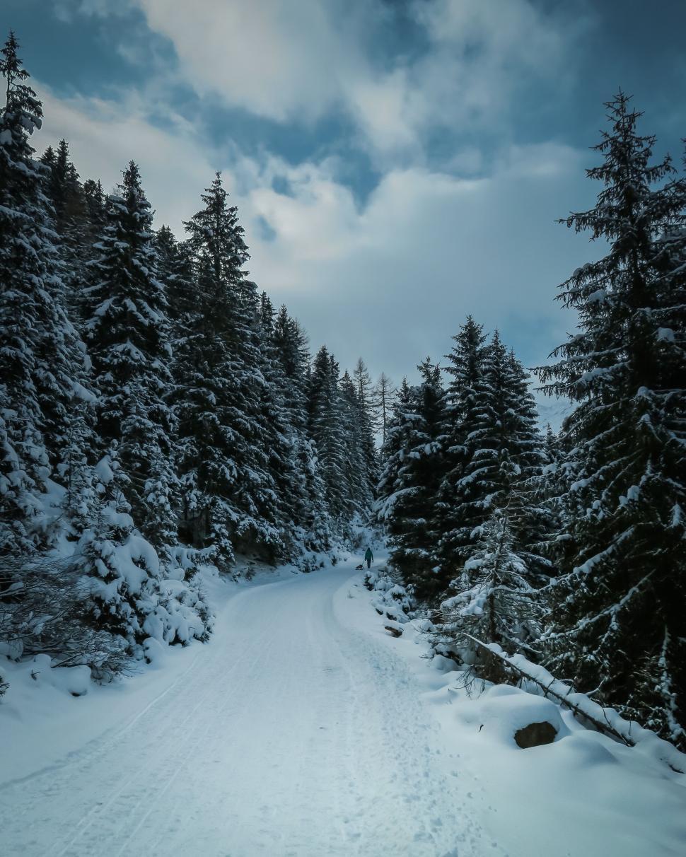Free Image of Snowy path lined with tall pine trees under a cloudy sky. 