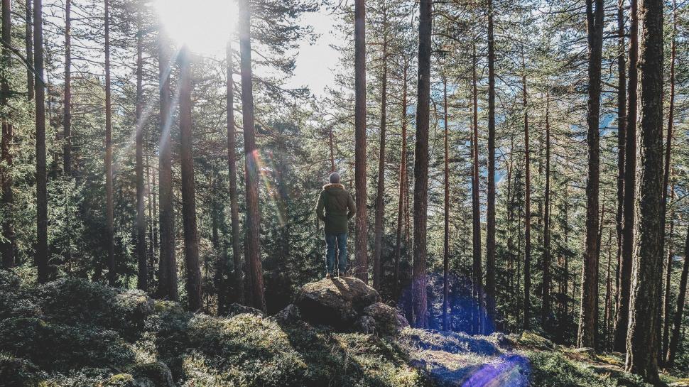 Free Image of Man standing on a rock in the forest bathed in sunlight. 