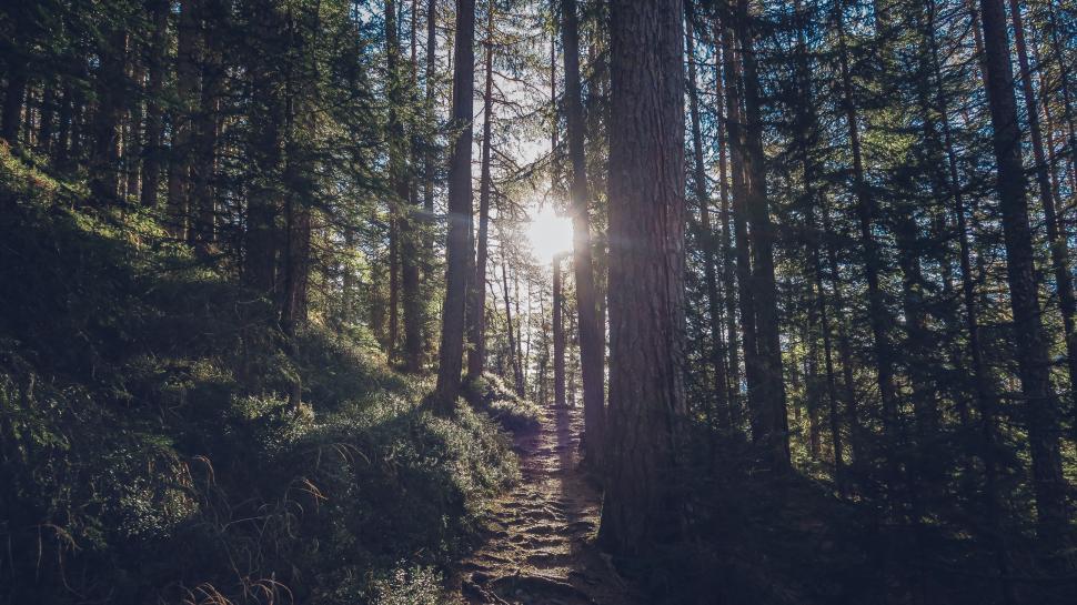 Free Image of Sunlight filtering through the dense forest trees beautifully. 