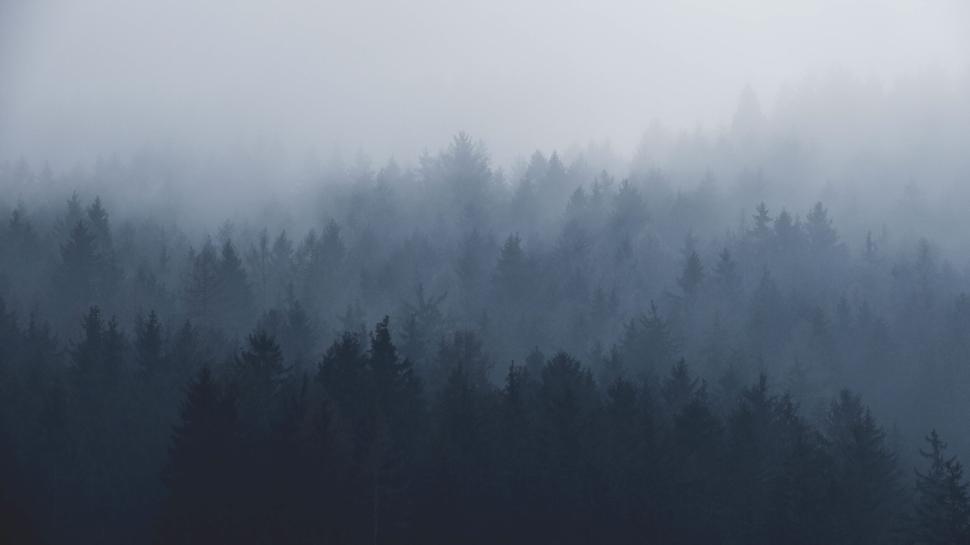 Free Image of Misty forest with dense trees covered in thick fog 