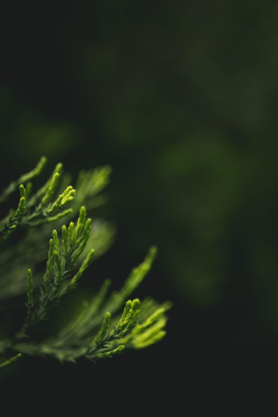 Free Image of Close-up of green foliage with dark background bokeh 