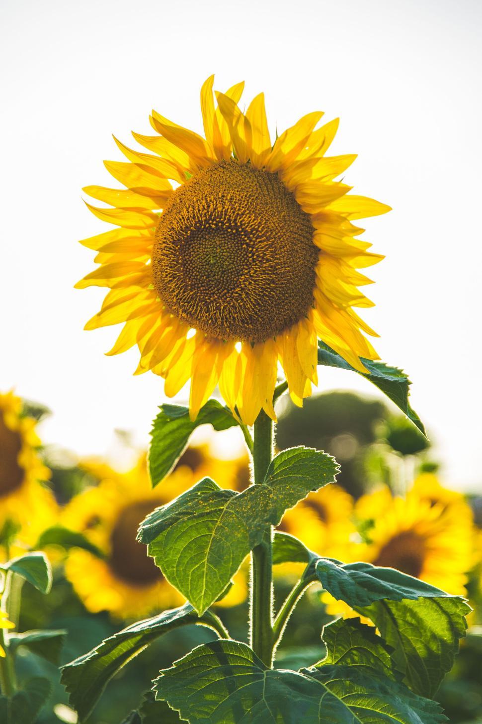 Free Image of Bright yellow sunflower standing tall in a field 