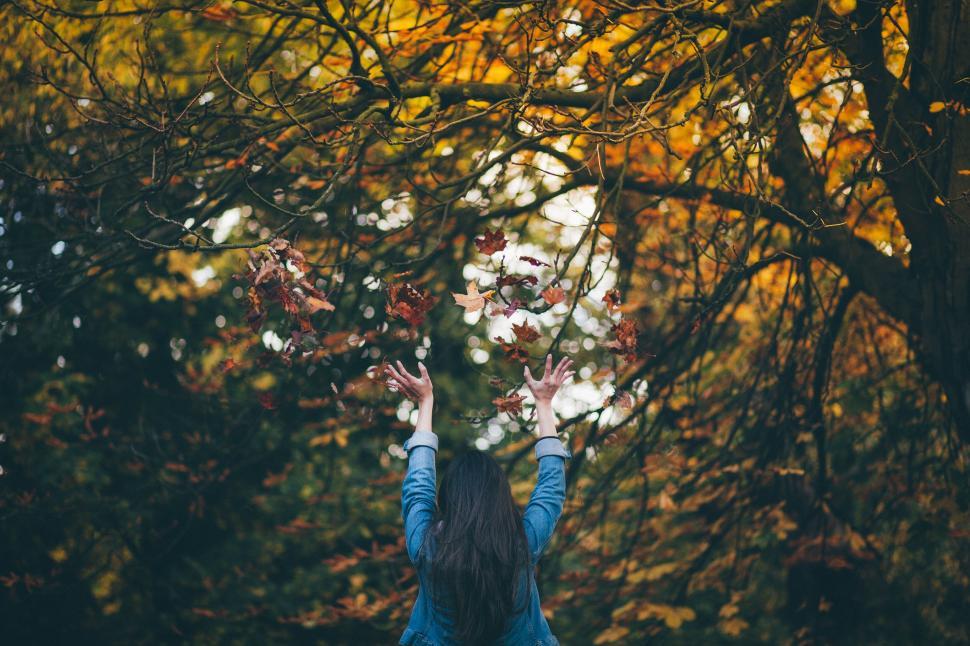Free Image of Person throwing autumn leaves under colorful fall trees 