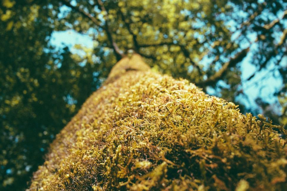 Free Image of Moss-covered tree trunk reaching up to sunlit canopy 