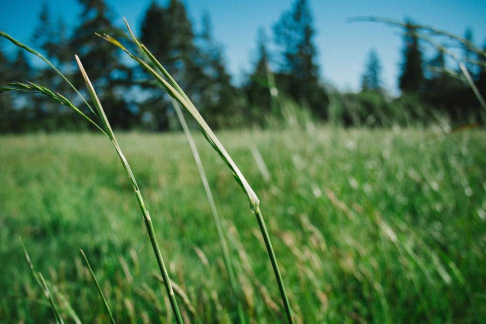 Free Image of Close-up of green grass blades against blue sky background 