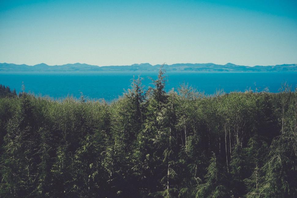 Free Image of Serene forest with horizon of blue sea beyond trees 