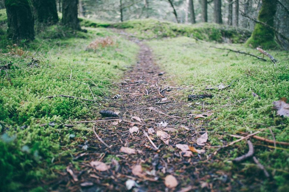 Free Image of Narrow forest trail covered with moss and fallen leaves 