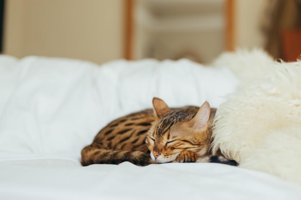 Free Image of A cute and sleepy cat napping on a fluffy white bed. 