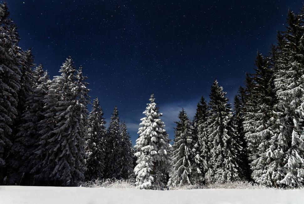 Free Image of A starry night sky over a snowy forest landscape. 