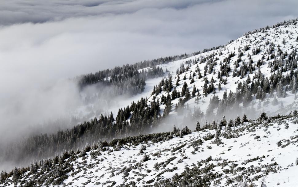 Free Image of Snow-covered mountain slope with trees and mist 