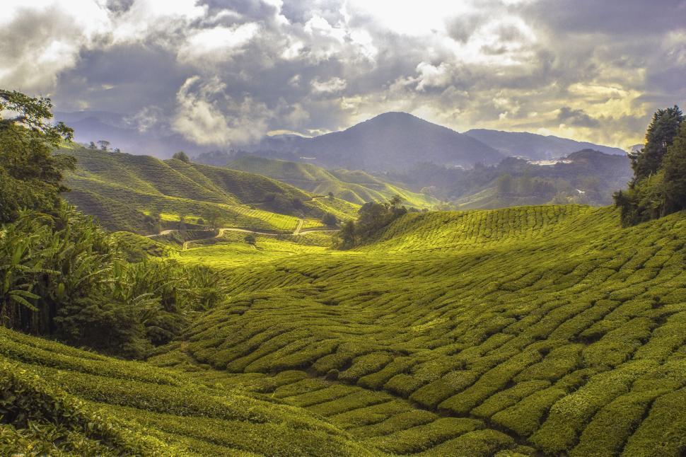 Free Image of Lush green tea plantation fields under a cloudy sky 