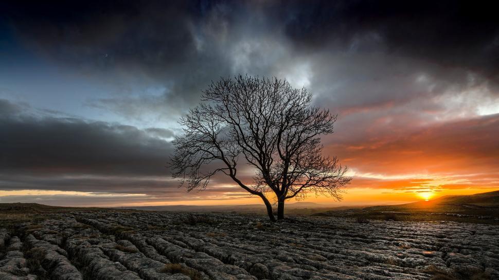 Free Image of Lone Tree Silhouetted Against a Spectacular Sunset 