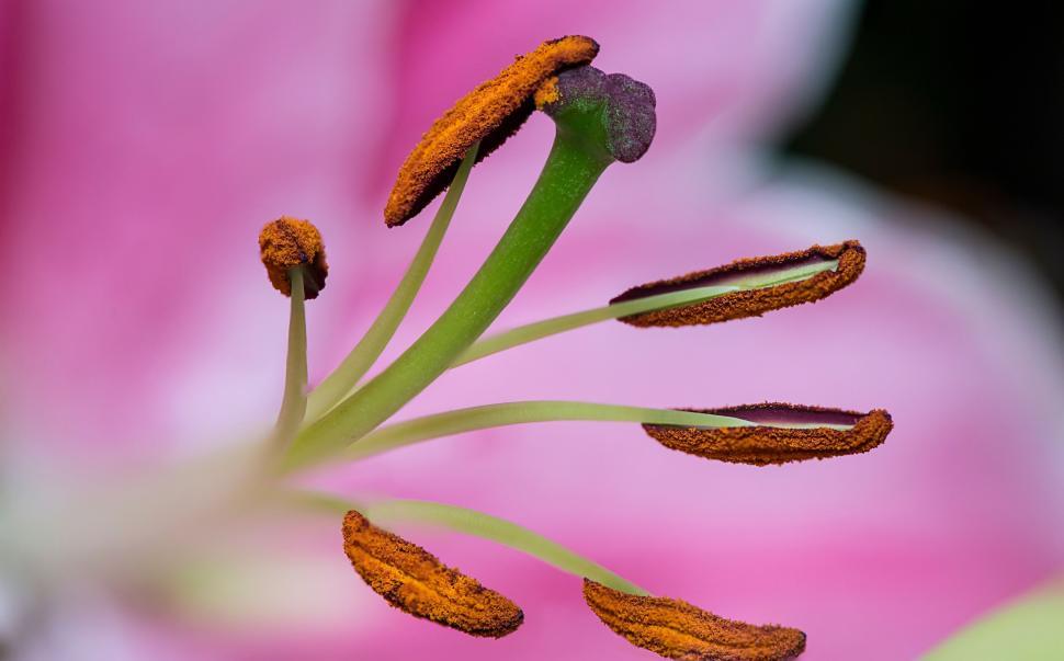 Free Image of Close-up capture of pink flower with pollen nodes. 