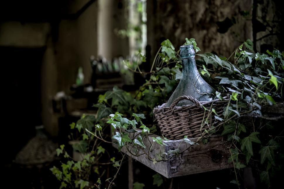 Free Image of Rustic bottle intertwined with lush green ivy vines 