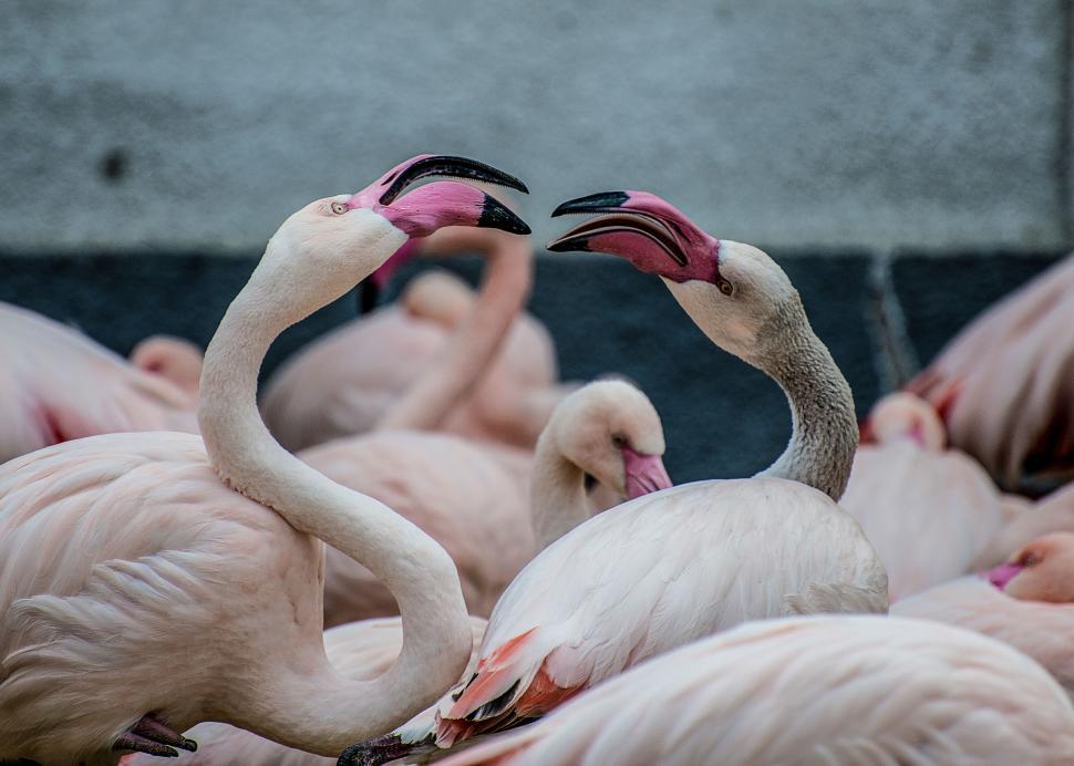 Free Image of Close-up of flamingos interacting within a group 