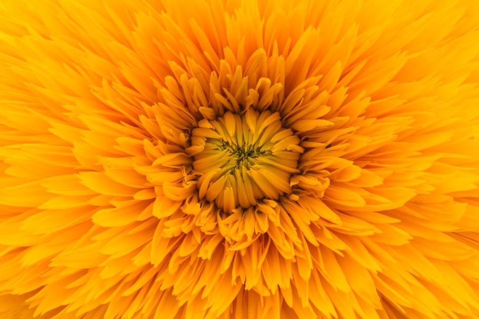 Free Image of Bright yellow flower with close-up of its petals 