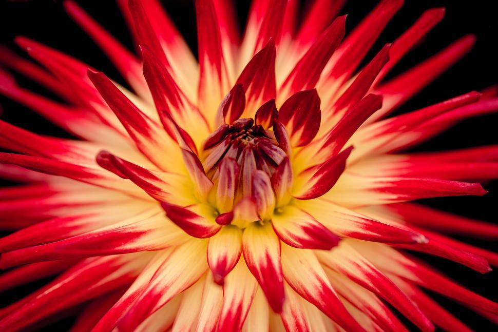 Free Image of Red and yellow flower with striking pointed petals 