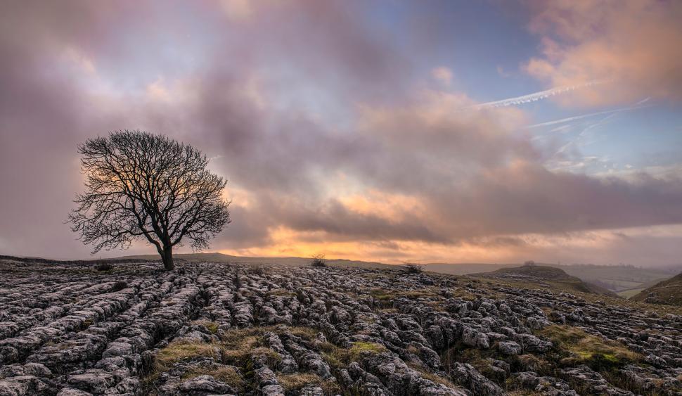 Free Image of Single tree on rocky landscape during beautiful sunset 