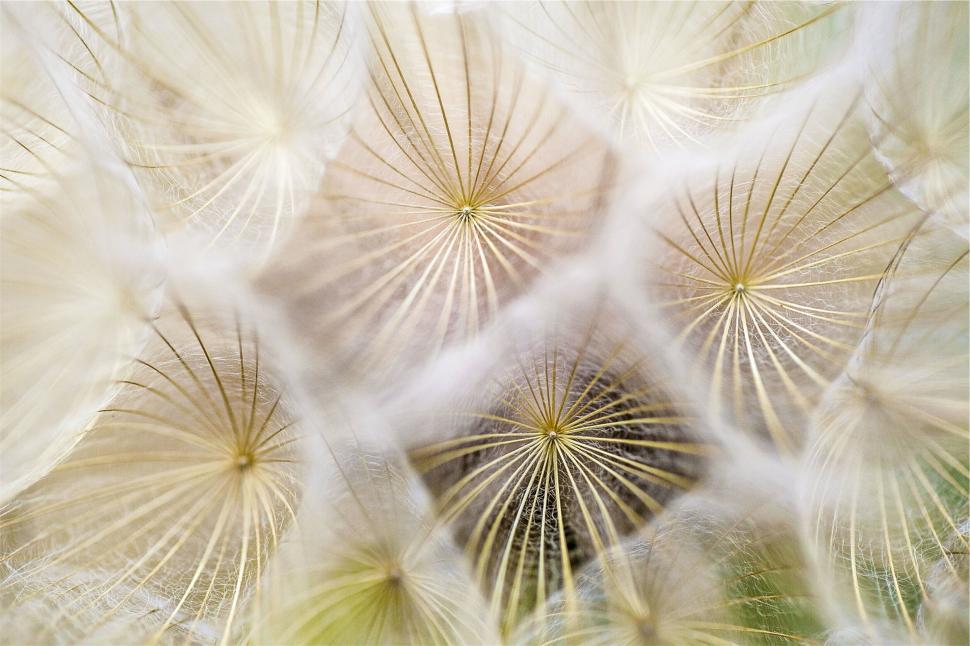 Free Image of Close-up of intricate dandelion seed heads with details 