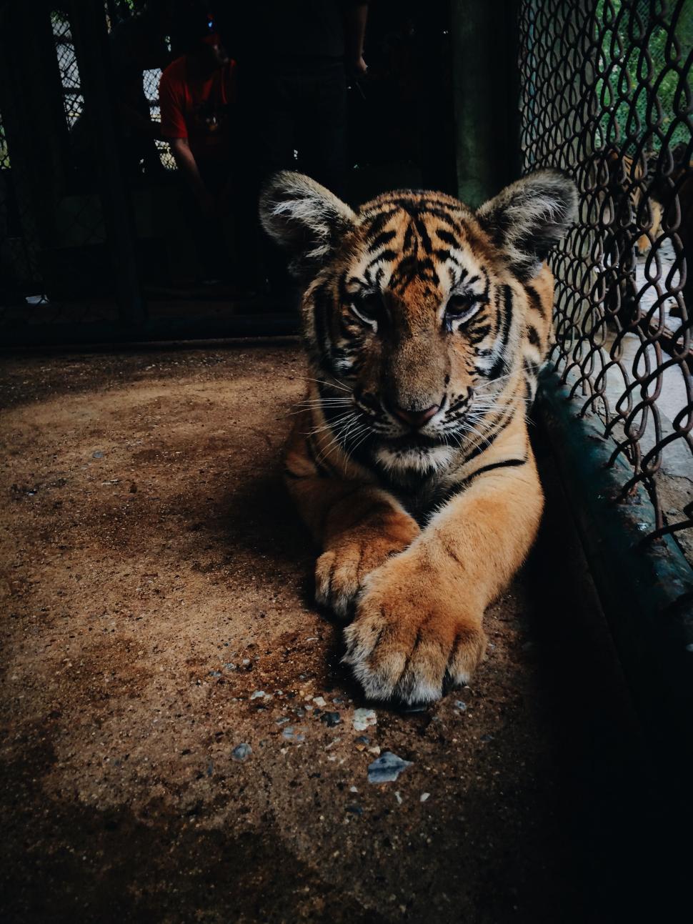 Free Image of Tiger cub resting inside a cage on a dirt floor. 