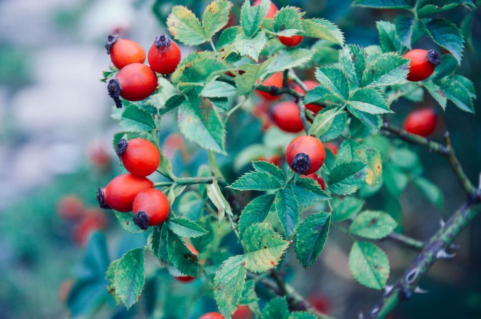 Free Image of Bright red berries on green leafy plant in close-up shot 