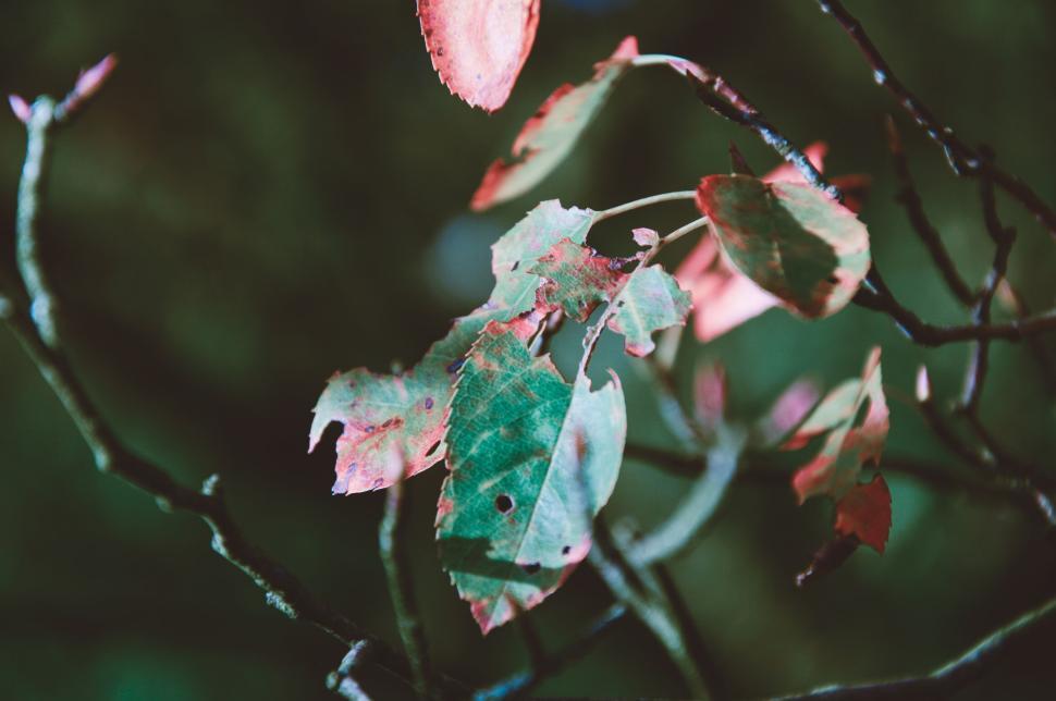 Free Image of Green leaves with red edges on dark blurred background 