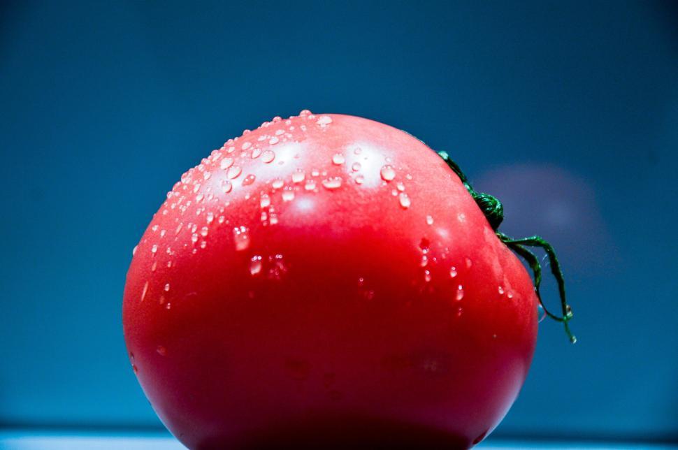 Free Image of Fresh tomato with water droplets on blue background. 