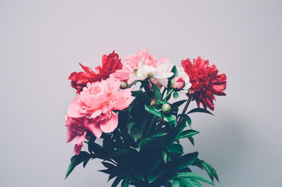 Free Image of Vibrant bouquet of pink and red peonies on white. 