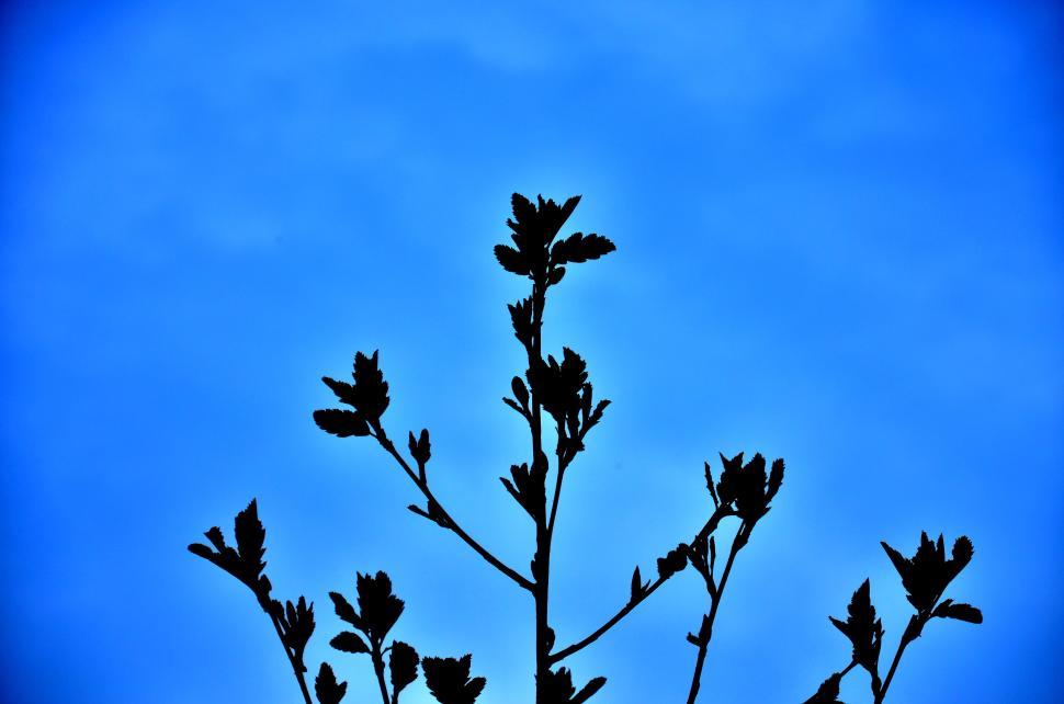 Free Image of Silhouette of a plant against a bright blue sky 