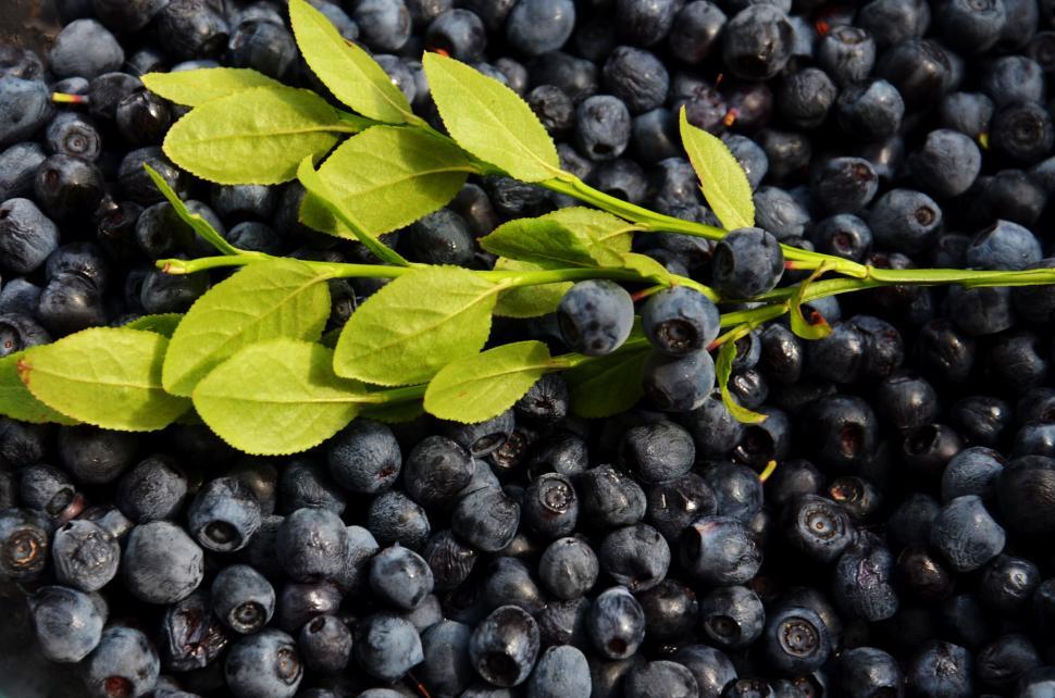 Free Image of Fresh blueberries with green leaves in natural light 