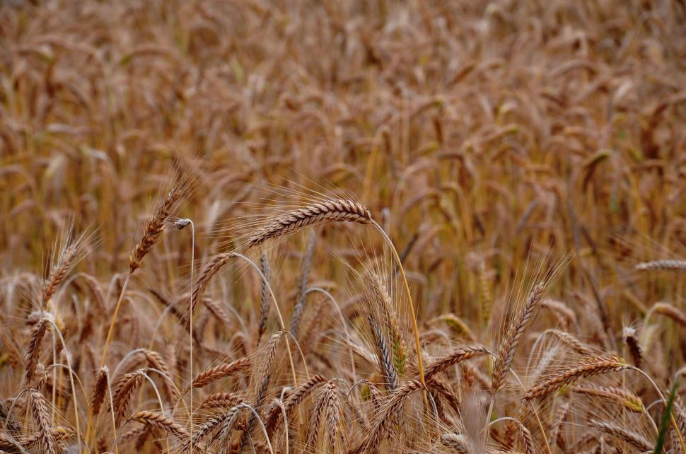 Free Image of Field of golden wheat ready for harvest in the sun 