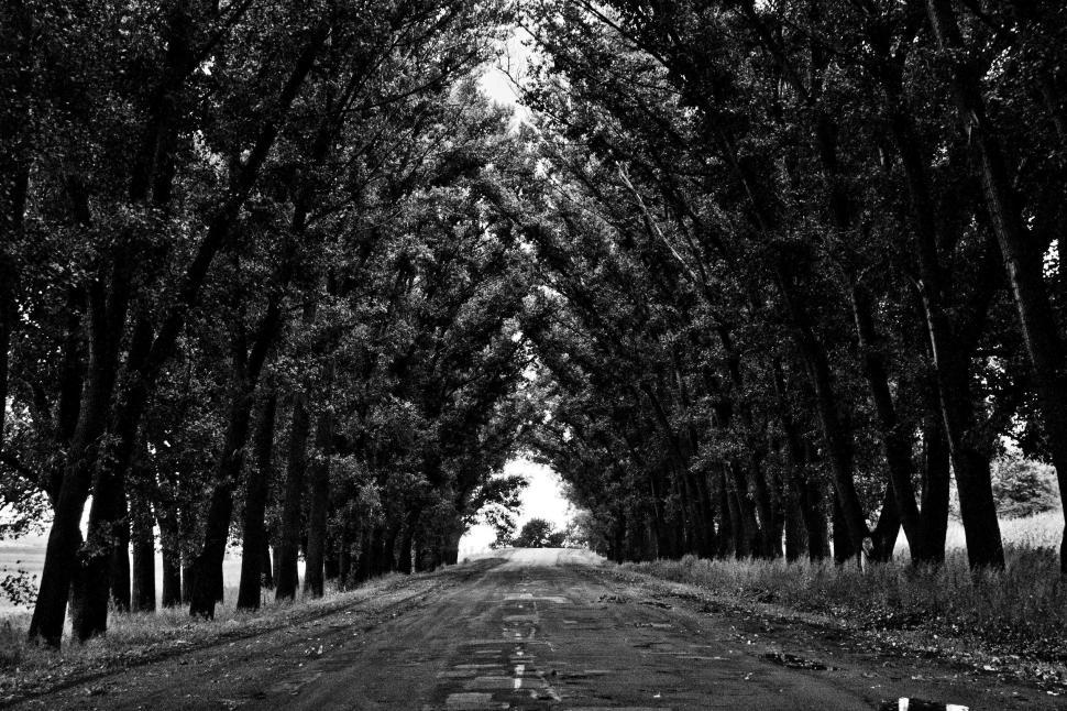 Free Image of Tree-lined path creating a natural archway. 