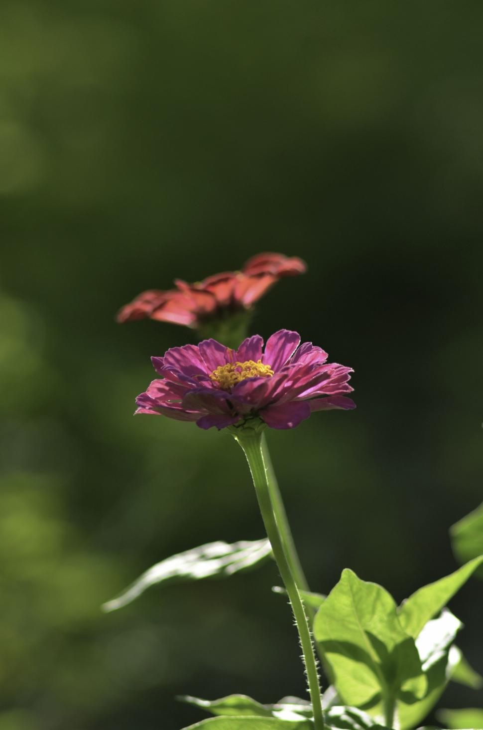 Free Image of Blooming purple and red flowers captured in nature. 