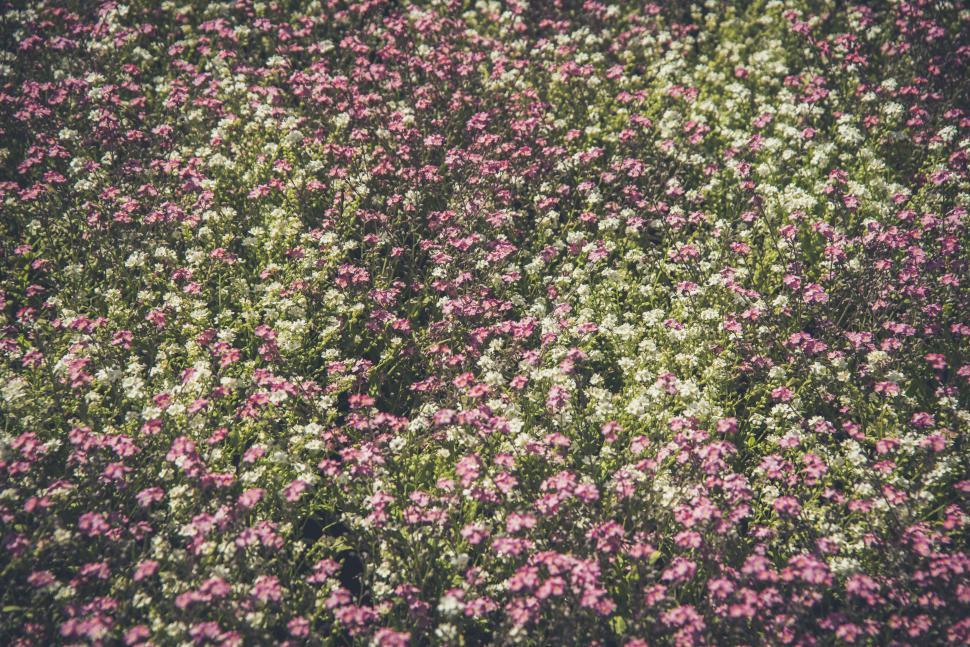 Free Image of Field of pink and white flowers in full bloom 