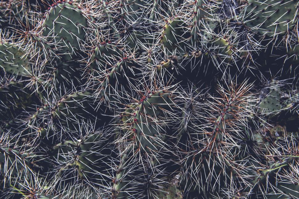 Free Image of Close-up view of various cacti and their sharp spines 