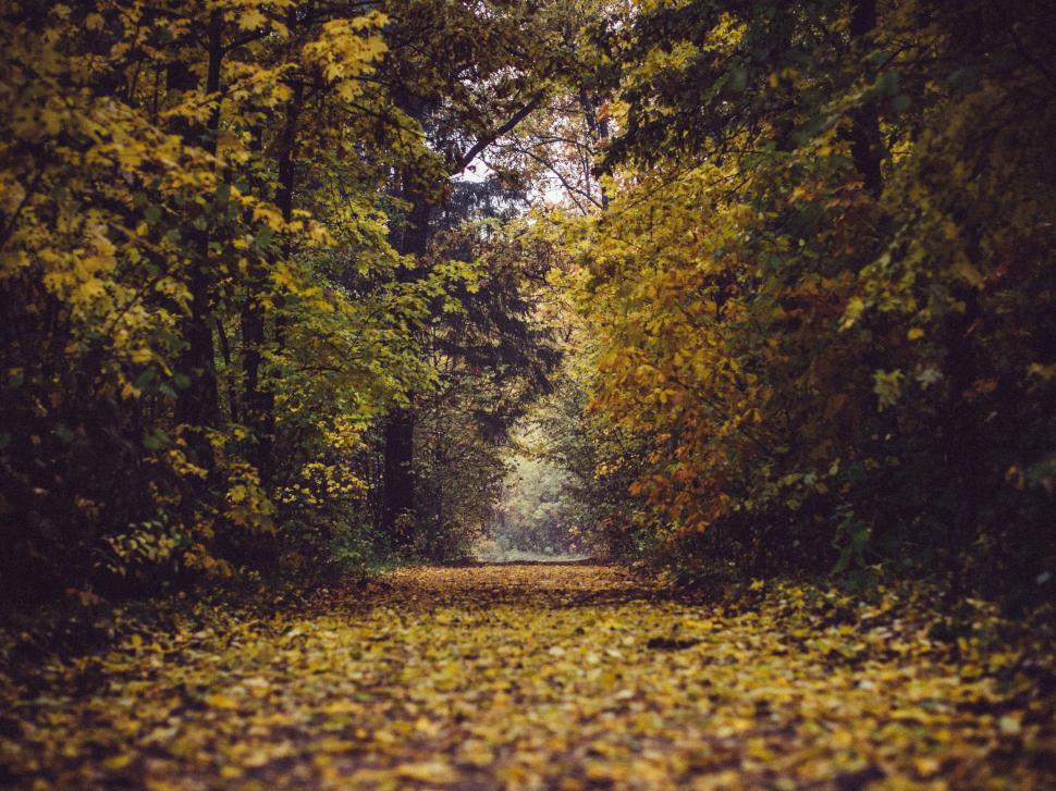 Free Image of Pathway through a forest covered in golden leaves. 