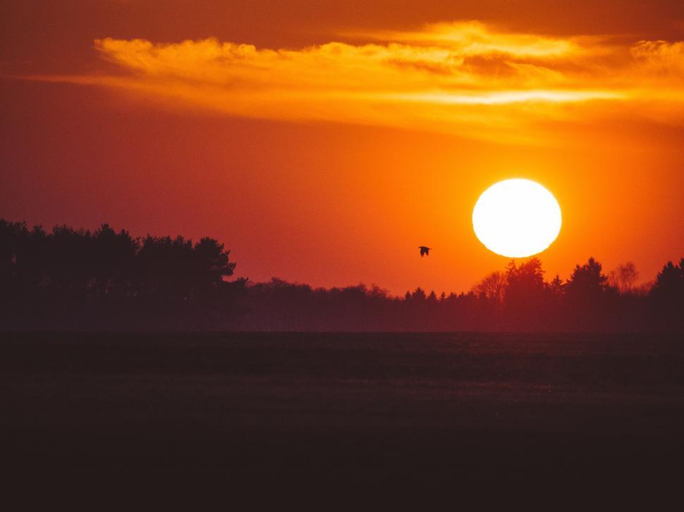 Free Image of Scenic sunset with a bird in flight, trees silhouette and red sky 