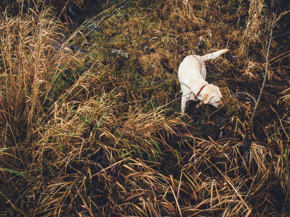 Free Image of Dog sniffing around in dry grassy field outdoors 