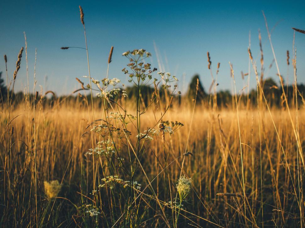 Free Image of Field of golden wheat with delicate flowers and grasses. 