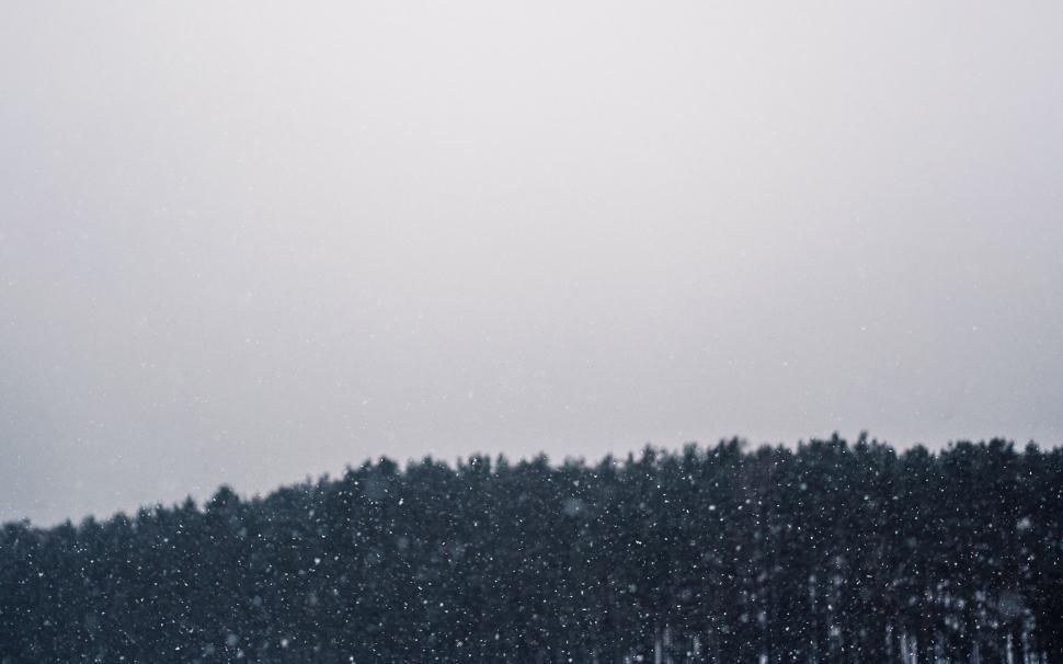 Free Image of Snow falling gently over a distant line of dark trees. 