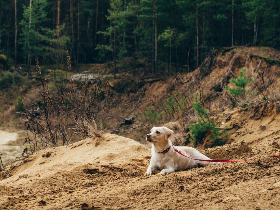 Free Image of Golden retriever rests calmly on sandy forest path. 
