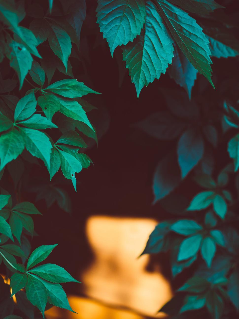 Free Image of Dark leaves creating a natural frame around light source 