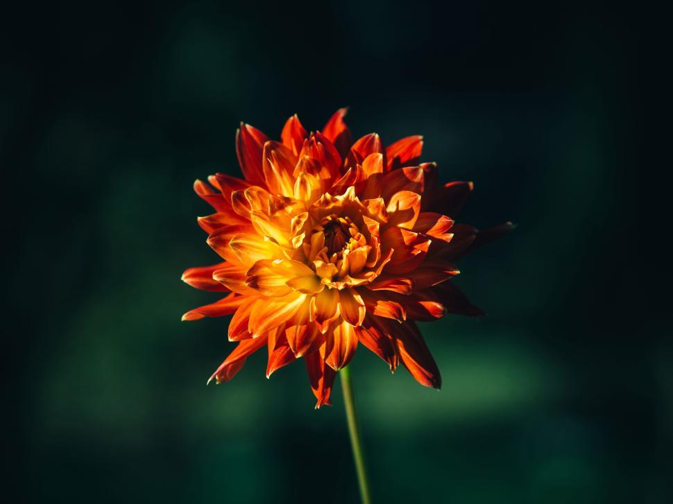 Free Image of Vibrant orange flower against a dark green background 