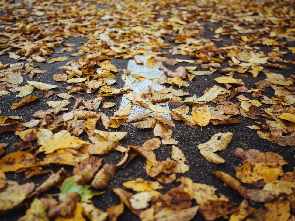 Free Image of Autumn leaves scattered on a wet ground in fall season 