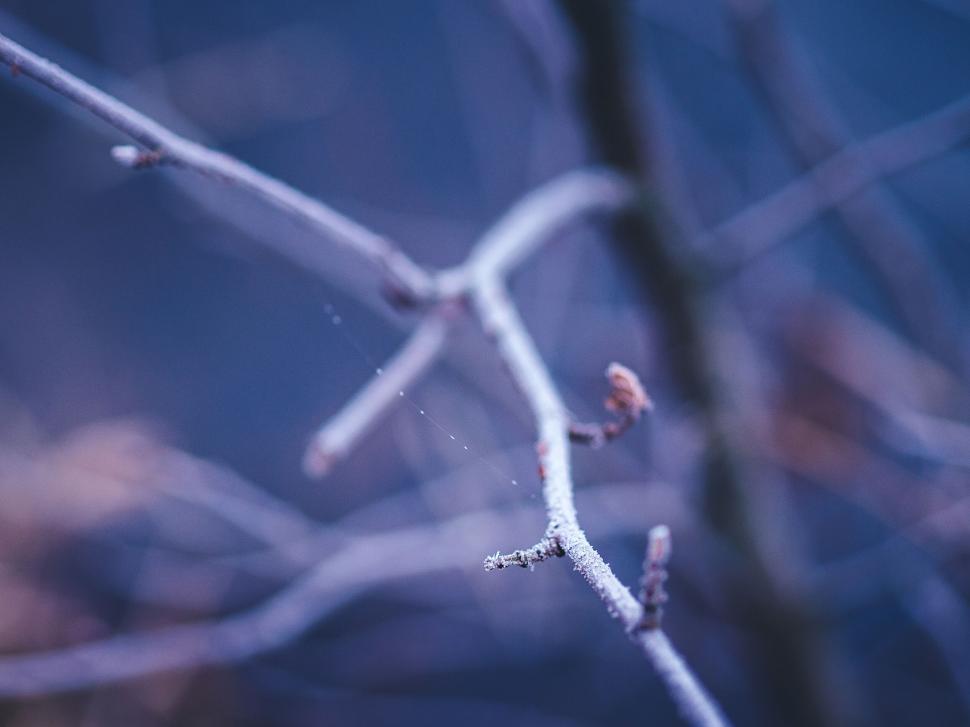 Free Image of Close-up of frost-covered branch with a blurred background. 