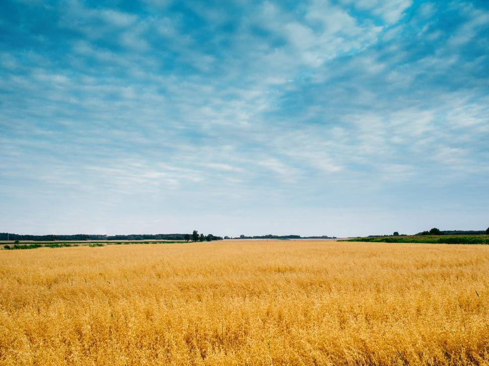 Free Image of Vast golden wheat field under a partly cloudy blue sky. 