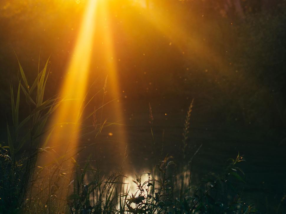 Free Image of Sunlight shines through foliage over a calming river. 