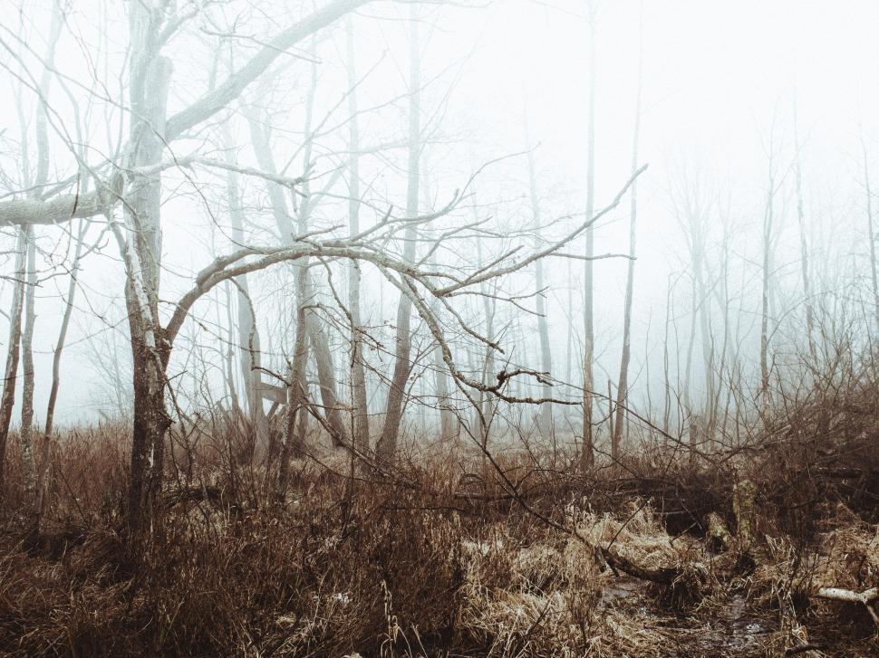 Free Image of Misty forest showing barren trees with foggy backdrop 