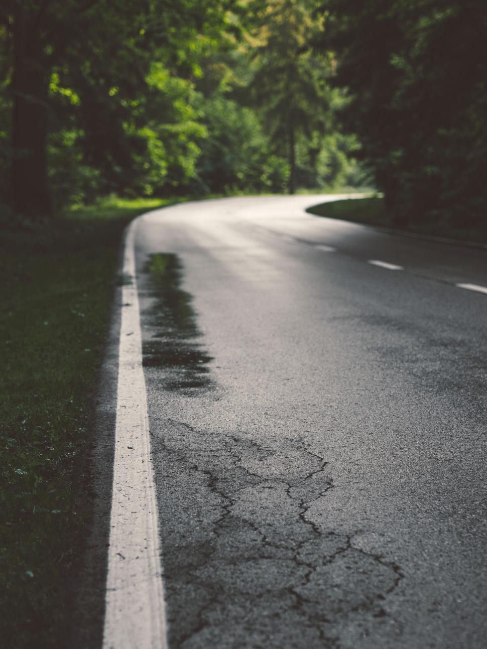 Free Image of Curved road amidst lush green trees in a forest area 