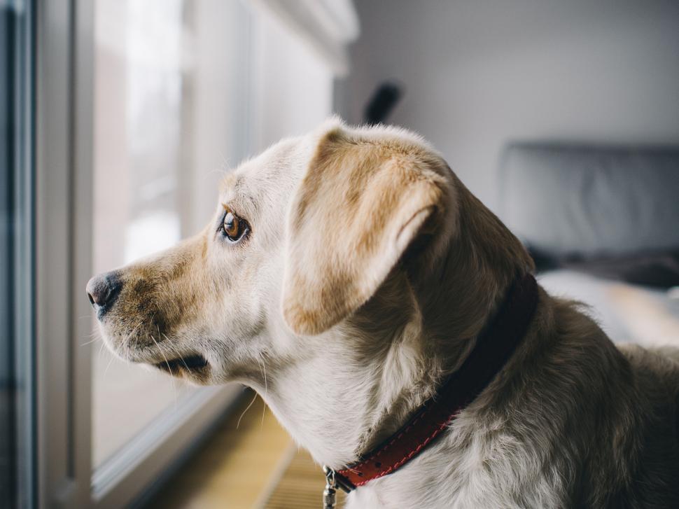 Free Image of Golden retriever dog gazing out the window attentively 